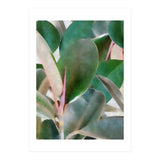 Preconceived Purity (Print Only) thumbnail