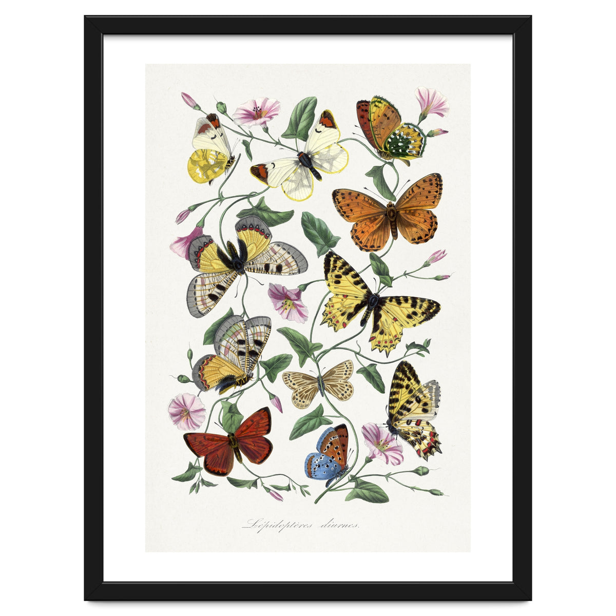 Paul Gervais – Butterfly and Moth Natural History Illustration (1842)