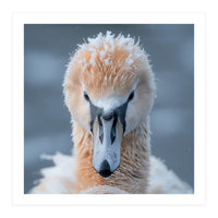 Majestic Swan Covered In Frost And Snow (Print Only)