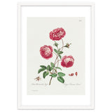 John Edwards – Larger Provence Rose (1770–1775) thumbnail