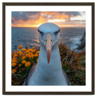 Albatross Bird With Intense Gaze By The Sea