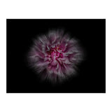 Backyard Flowers No 116 Color Flow Version (Print Only) thumbnail