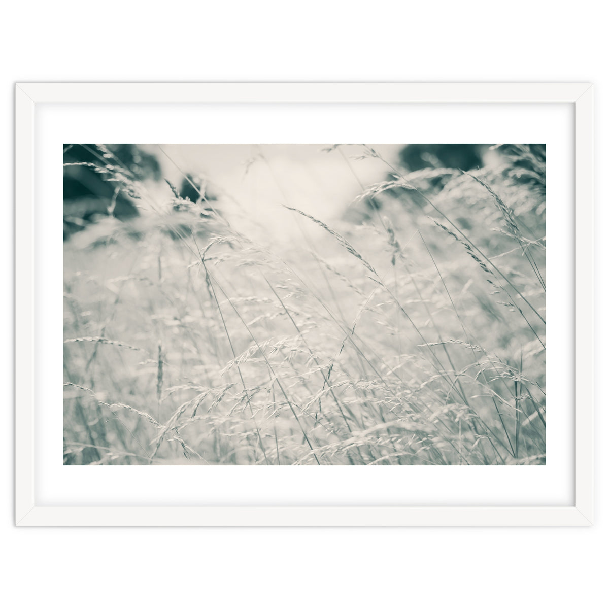 Walking Through Long Grass