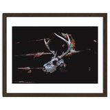 Deer Skull thumbnail