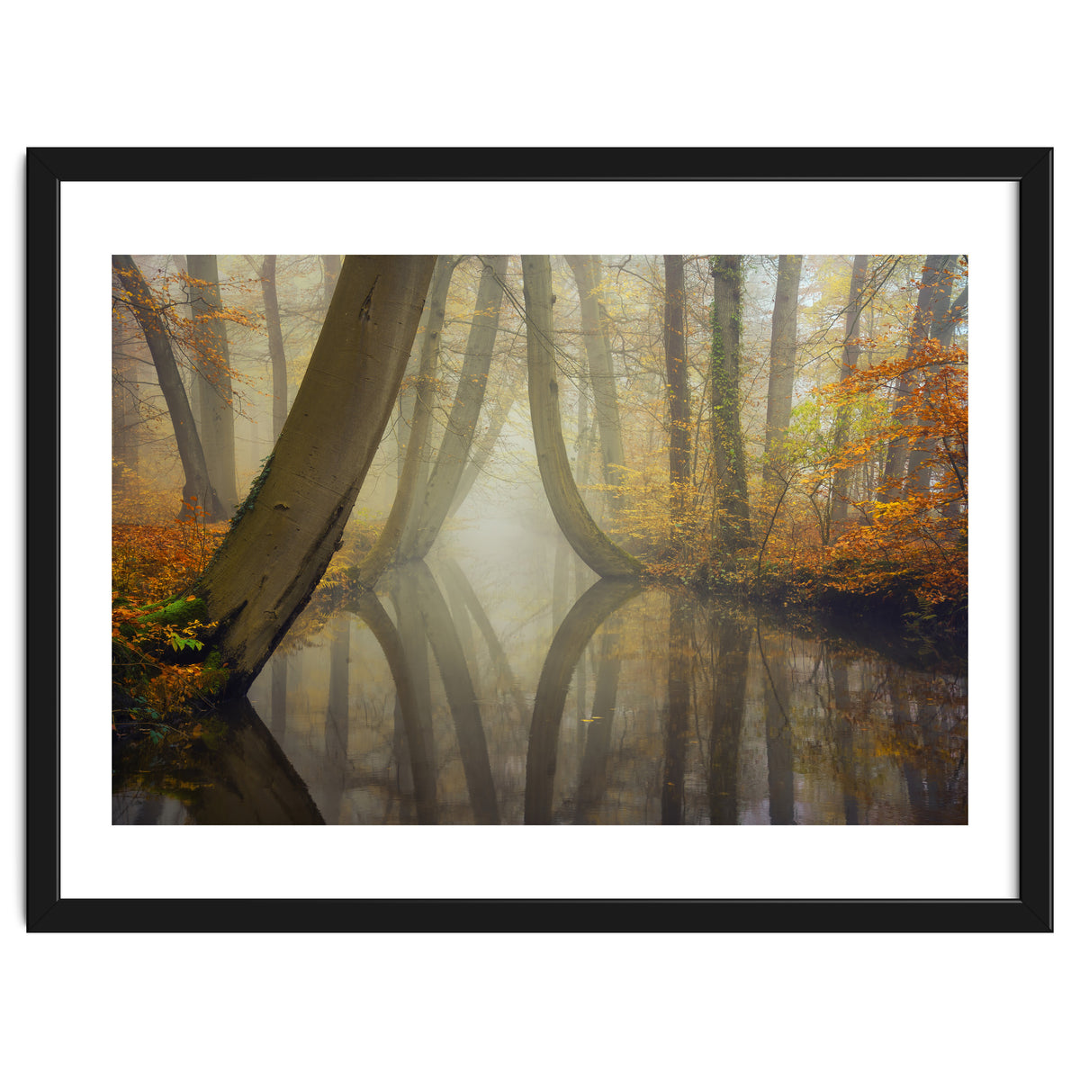 Bent trees in autumn