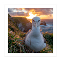 Albatross Bird On Grassy Cliff At Sunset (Print Only)