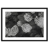 Hydrangeas | Black & White Landscape thumbnail