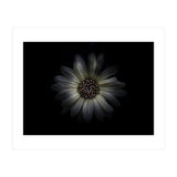 Backyard Flowers No 27 Color Version (Print Only) thumbnail
