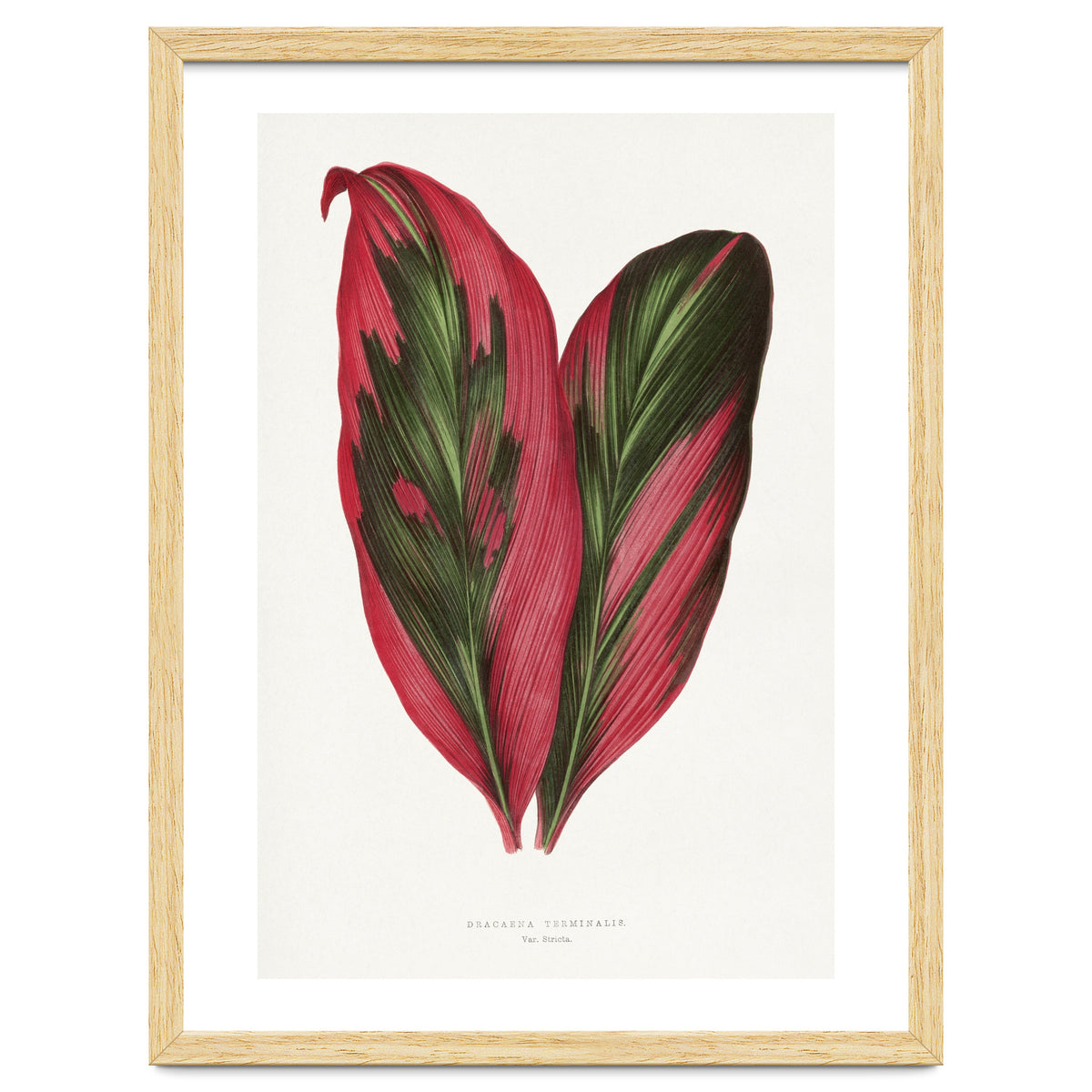 Alexander Francis Lydon & Benjamin Fawsett – Pink Dracaena Terminalis Leaf (1865)