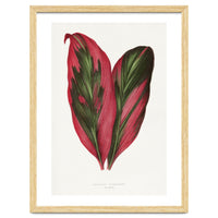 Alexander Francis Lydon & Benjamin Fawsett – Pink Dracaena Terminalis Leaf (1865)