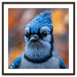 Close Up Blue Jay Bird With Detailed Feathers thumbnail