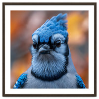 Close Up Blue Jay Bird With Detailed Feathers