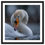 White Swan Bird With Water Droplets In Rain thumbnail