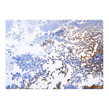 Coral Blooming (Print Only) thumbnail