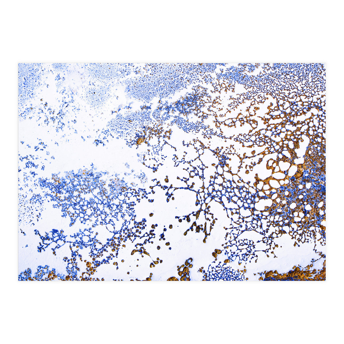 Coral Blooming (Print Only)