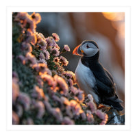 Puffin Bird On Rocks Near Pink Flowers At Sunset (Print Only)