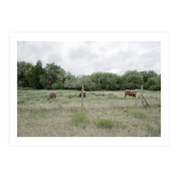 Cows in the farm (Print Only)