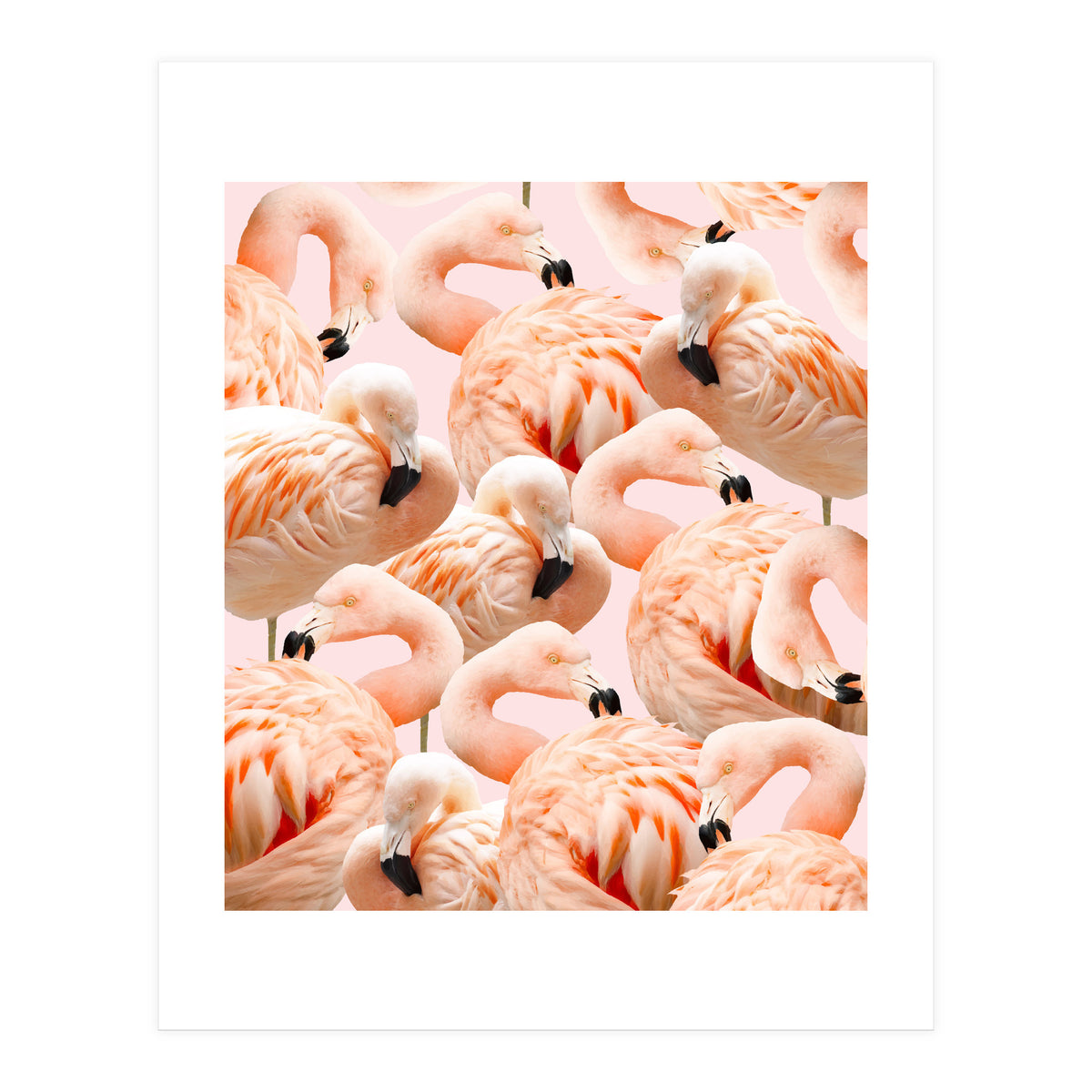 Flamingo Blush #society6 #decor #buyart #flamingoart (Print Only)