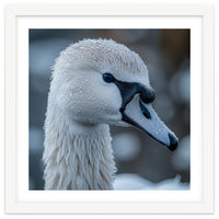 Close Up Of A Swan Head Covered In Water Droplets