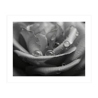 Ethereal Monochromatic Rose Petal Macro (Print Only)