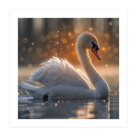 Majestic Swan Gliding On Water During Sunset Golden Hour Wildlife (Print Only)