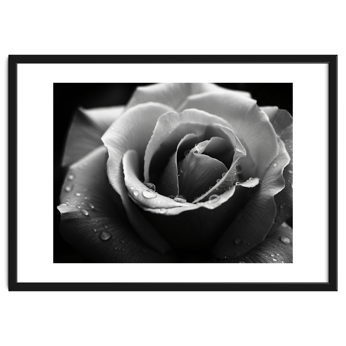 Ethereal Monochromatic Rose Petal Macro