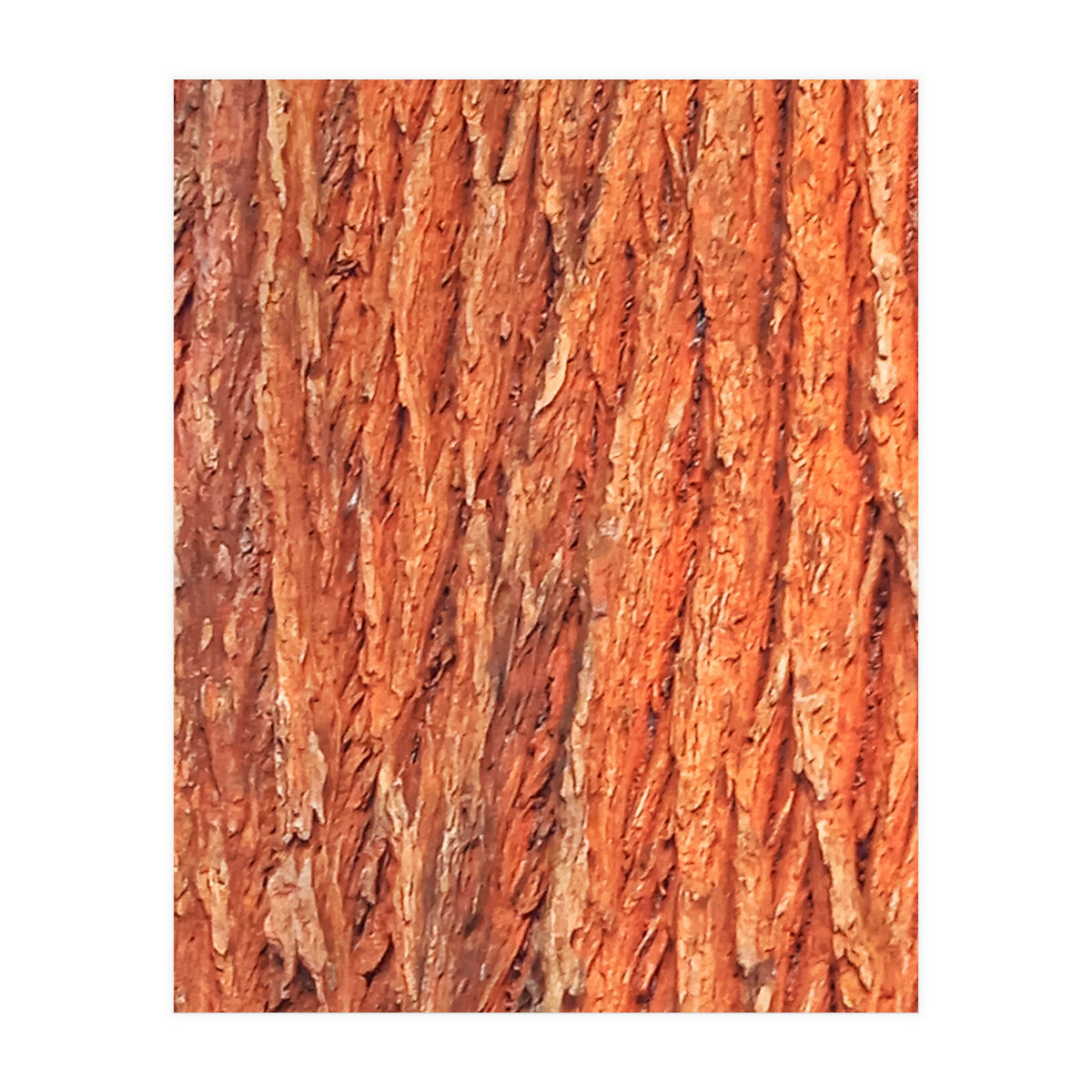 Tree Bark (Print Only)