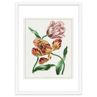 John Edwards – Various Tulips (1791)