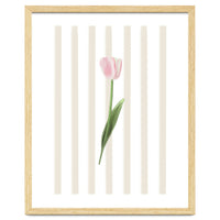 Single Tulip