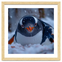 Close Up Gentoo Penguin In Snowy Landscape