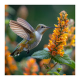Hummingbird Feeding On Yellow Flowers Nectar (Print Only) thumbnail