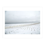 Winter grass in snow beach (Print Only) thumbnail
