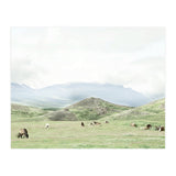 Relaxing horses on a sunny day calm field - Iceland (Print Only) thumbnail