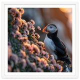 Puffin Bird On Rocks Near Pink Flowers At Sunset thumbnail