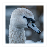 Close Up Of A Swan Head Covered In Water Droplets (Print Only) thumbnail
