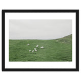 A flock of Sheep in the Green Hill - Iceland thumbnail