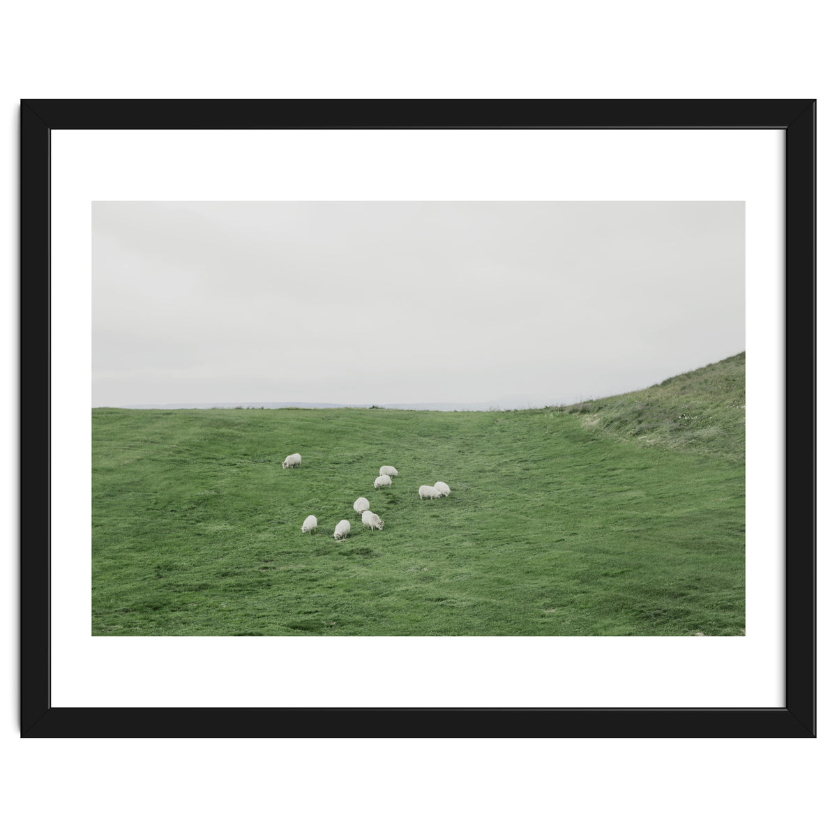 A flock of Sheep in the Green Hill - Iceland