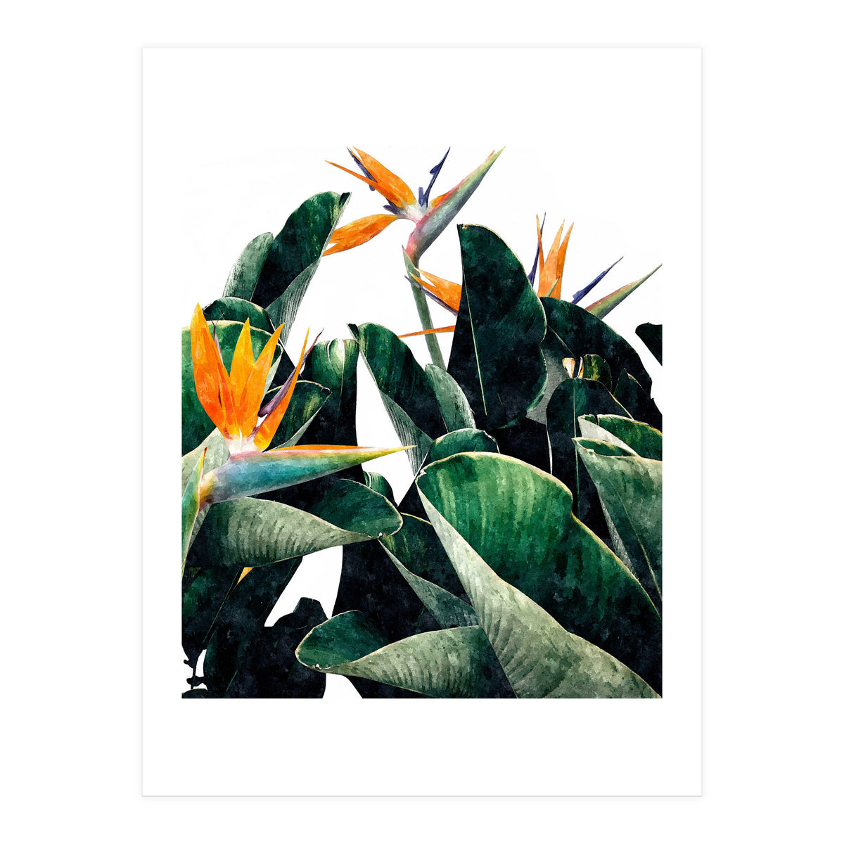 Paradise Bird, Nature Botanical Plant Floral, Tropical Garden Watercolor Painting (Print Only)