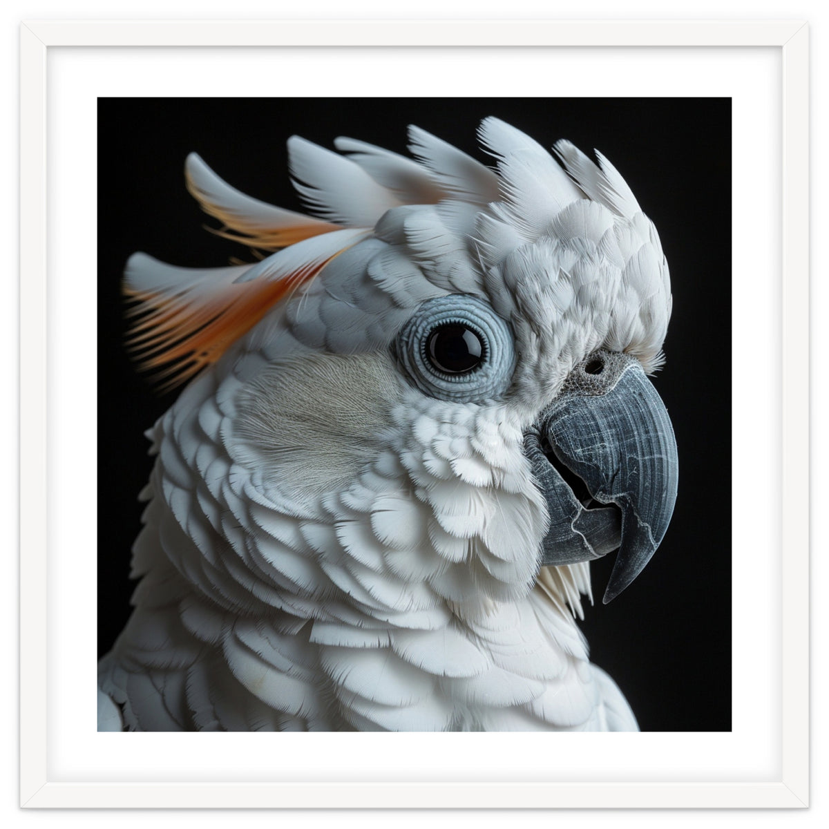 White Cockatoo Parrot With Orange Crest