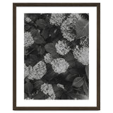 Hydrangeas | Black & White Portrait thumbnail