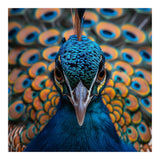 Close Up Peacock Head And Eye With Feathers (Print Only) thumbnail