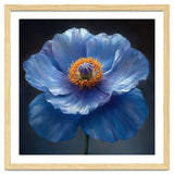 Meconopsis | Sapphire Serenade thumbnail