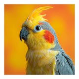 Close Up Cockatiel Parrot With Yellow Crest (Print Only) thumbnail