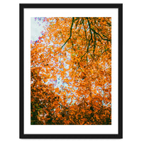 Autumn Leaves
