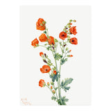 Mary Vaux Walcott – Scarlet Globe Mallow (Sphaeralcea grossulariaefolia) (1927) (Print Only) thumbnail