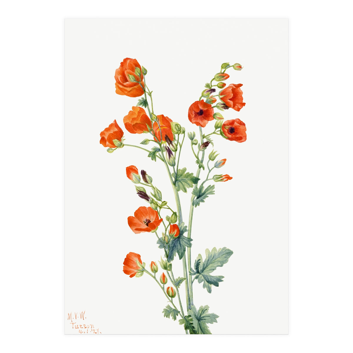 Mary Vaux Walcott – Scarlet Globe Mallow (Sphaeralcea grossulariaefolia) (1927) (Print Only)