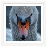Close Up Of A Swan's Face With Water Droplets thumbnail