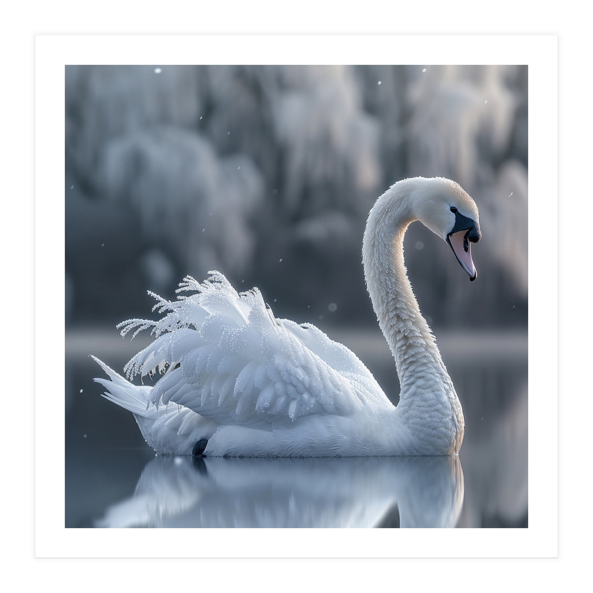Majestic White Swan Gracefully Floating On Water (Print Only)