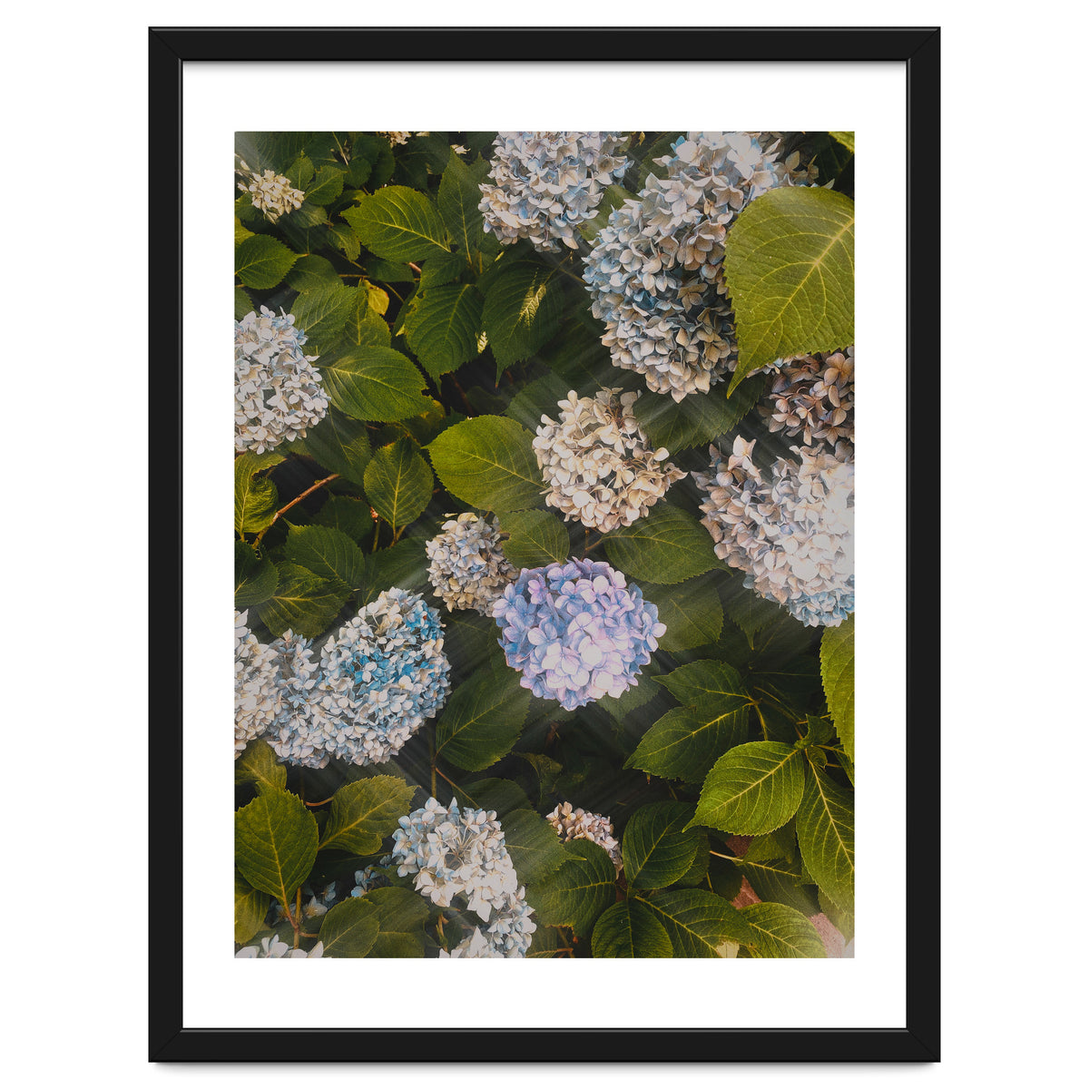 Hydrangeas | Portrait