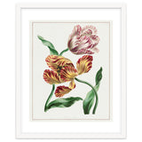John Edwards – Various Tulips (1791) thumbnail